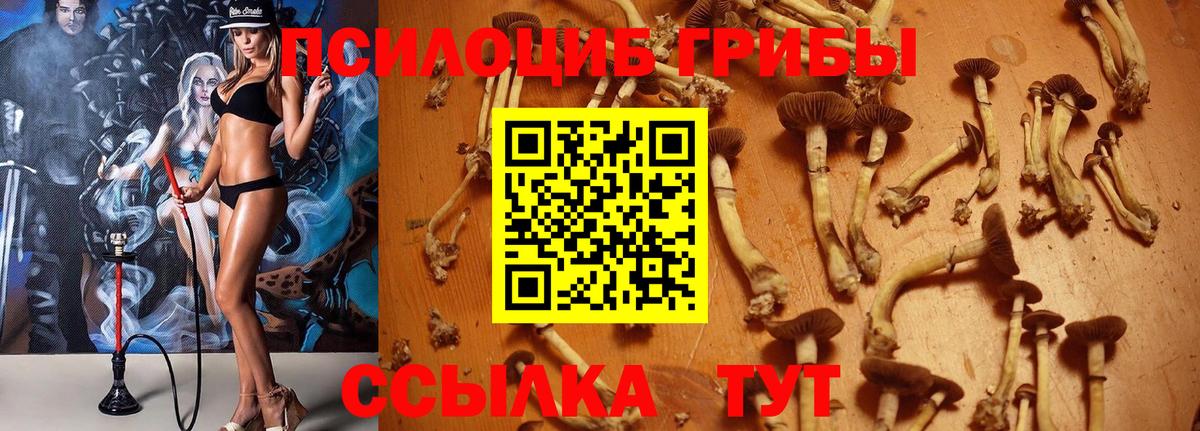 Псилоцибиновые грибы Psilocybe Изобильный